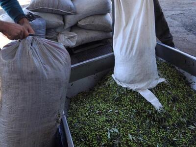 Aιγιάλεια: Οι κλέφτες του...λαδιού -Ρήμα...