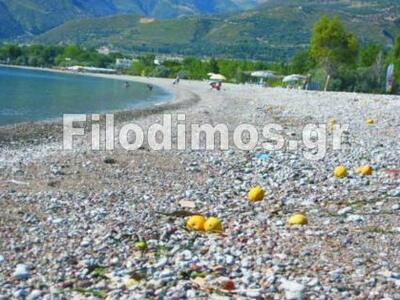 Αιγιάλεια: Λεμονάκια μυρωδάτα...ξέβρασε ...