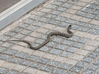 Φίδι βόλταρε σε κεντρικό δρόμο του Πύργου - ΦΩΤΟ