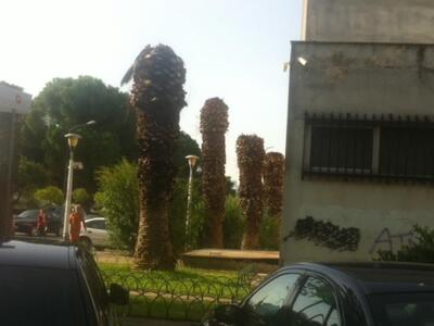 Αργοπεθαίνουν και οι εναπομείναντες φοίν...