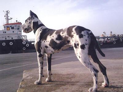 Πάτρα: Την λένε ΣΙΜΠΑ και εχει χαθεί