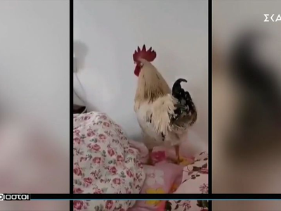 Ένας κόκορας - προσωπικό ξυπνητήρι!