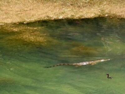 Ο Σήφης ο Κροκόδειλος απέκτησε τραγούδι