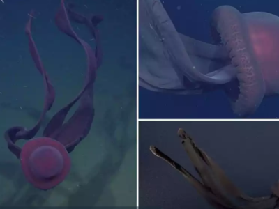  Μέδουσα - «φάντασμα» 10 μέτρων έκανε τη...