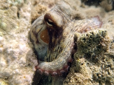 ΗΠΑ: Χταπόδι τραυμάτισε 6χρονο σε ενυδρε...