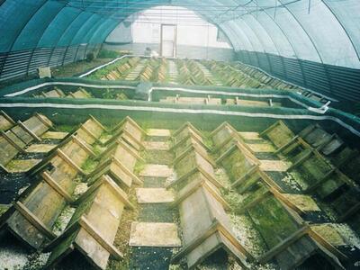 Οδηγίες για την επικερδή εκτροφή σαλιγκα...