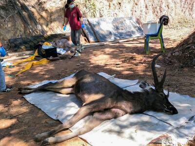 Ελάφι νεκρό με 7 κιλά πλαστικό, σκουπίδι...