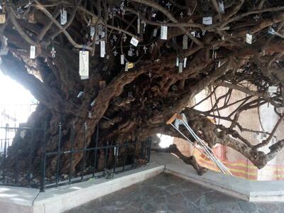 Μυρτιά Παλλιάνης