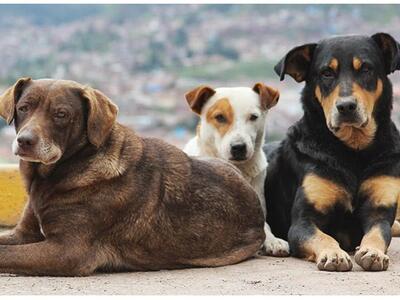 Αμαλιάδα: Γυναίκα έριχνε φαγητό στα αδέσ...