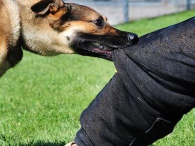 Πάτρα: Επιθέσεις σκύλων σε πολίτες - Δυο...