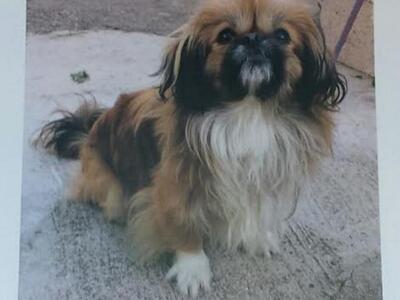 Πάτρα: Χάθηκε ο Ρούντι - Μπορείτε να βοηθήσετε; 