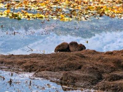 Ο εκπληκτικός υδροβιότοπος της λίμνης με...