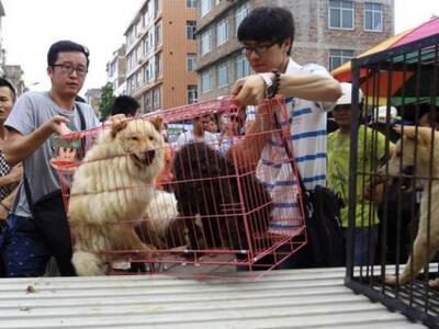    Ακτιβιστές προσπαθούν να διασώσουν όσ...
