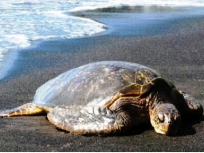Βρέκηκε νεκρή χελώνα στην Κυπαρισσία 