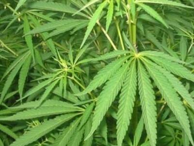 Κρήτη: Στα χέρια των αρχών 37χρονος με π...