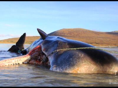 100 κιλά σκουπίδια βρέθηκαν σε στομάχι φάλαινας!