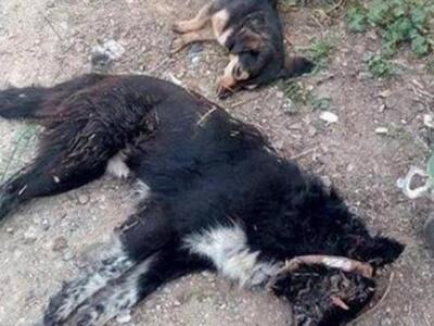 Δυτική Ελλάδα:Σκυλάκια με σφαίρες, σφυρι...