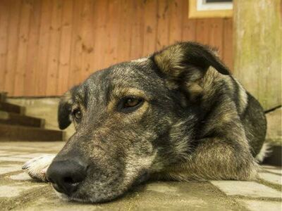 Κακοποίησε τον σκύλο του και ένα ανήλικο...