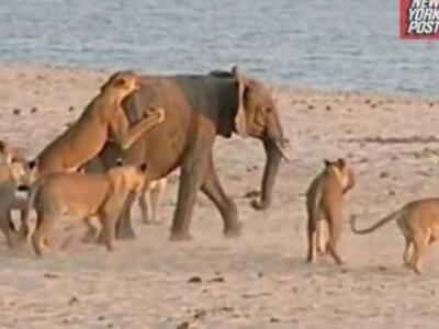 Μάχη για την επιβίωση: Οχτάχρονος ελέφαν...