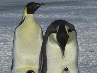 Μειώνεται η ικανότητα γεύσης των πιγκουίνων
