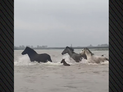  Δέλτα Έβρου: Αγέλη άγριων αλόγων διασχί...