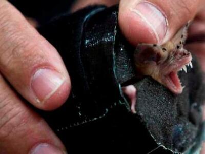 Αμαλιάδα: Συναγερμός απο δάγκωμα νυχτερί...