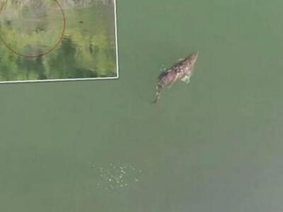 Πάπιες και χέλια τρώει ο "Σήφης"