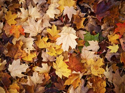 «Με έμπνευση το Φθινόπωρο»: Εκπαιδευτική...