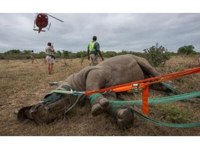 Δείτε την αεροδιακομιδή... ρινόκερου στη...