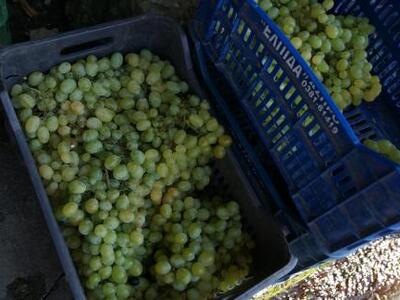 Αχαΐα: Οι βροχές κατέστρεψαν αμπέλια - Σ...