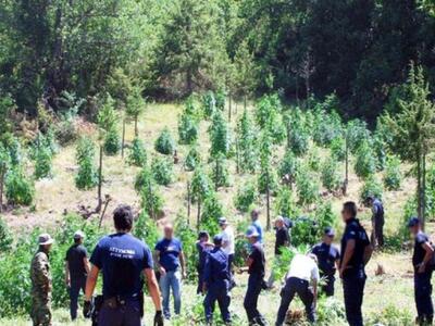 Ηλεία: 185 παραθαλάσσια δενδρύλλια εκριζ...