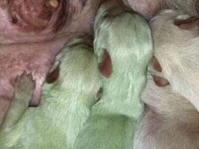 Κουταβάκια γεννήθηκαν... με πράσινο χρώμα