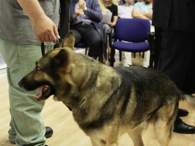 Το υπουργείο Οικονομικών αναζητά σκύλους...