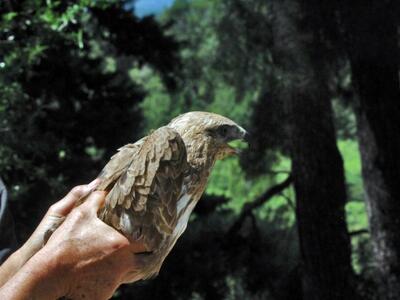 Δυτ. Ελλάδα: Μειώνονται τα αρπακτικά πτη...