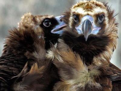 Αετός άρπαξε παιδάκι στο πάρκο του Μόντρ...