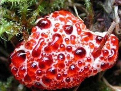 ΔΕΙΤΕ το σπάνιο μανιτάρι που... αιμορραγεί! ΦΩΤΟ 