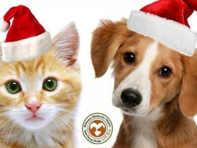 Ξεκινά σήμερα το τριήμερο φιλοζωικό baza...