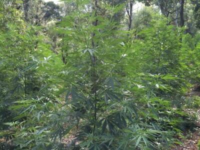 Αιτωλ/νια: Στη φυλακή για καλλιέργεια χα...