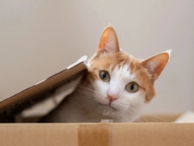 Ζευγάρι Γάλλων έχασε τον γάτο του στην Ι...