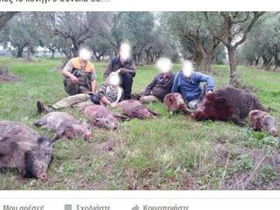 Αιτωλοακαρνανία: Η σφαγή των αγριογούρου...