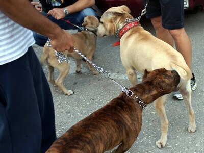 Τα σκυλιά που οσμίζονται τον κορωνοϊό- ΒΙΝΤΕΟ