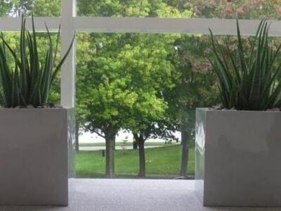 Τα φυτά στο γραφείο αυξάνουν την παραγωγικότητα