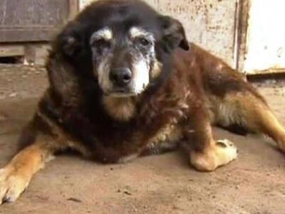 Πέθανε ο γηραιότερος σκύλος στον κόσμο σ...