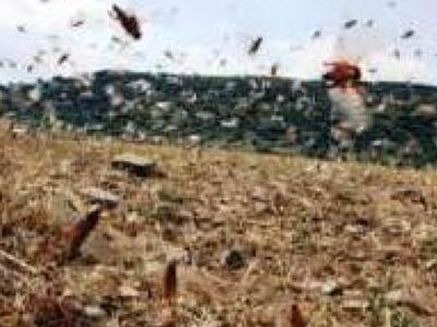 Σμήνη ακρίδων ρημάζουν τις ελληνικές καλ...