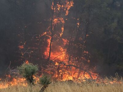 Συνολικά 23 δασικές πυρκαγιές ξέσπασαν τ...