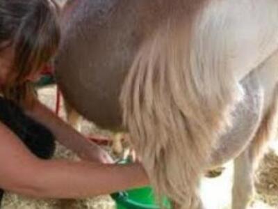 To γάλα του γαϊδάρου προωθεί το Υπουργεί...