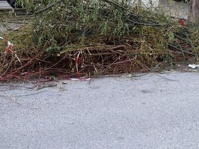 Πάτρα: Κλάδεψαν τα δέντρα αλλά τα άφησαν...