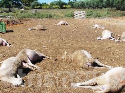 Κτηνοτρόφος έχασε ολόκληρο κοπάδι προβάτ...
