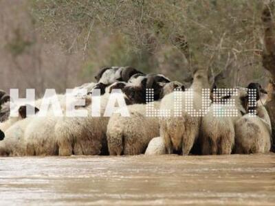 Επιτάλιο: Παγιδευμένο κοπάδι ζώων στον Αλφειό 