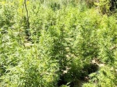 Ηλεία: Το ελικόπτερο της ΕΛ.ΑΣ. «είδε» μ...